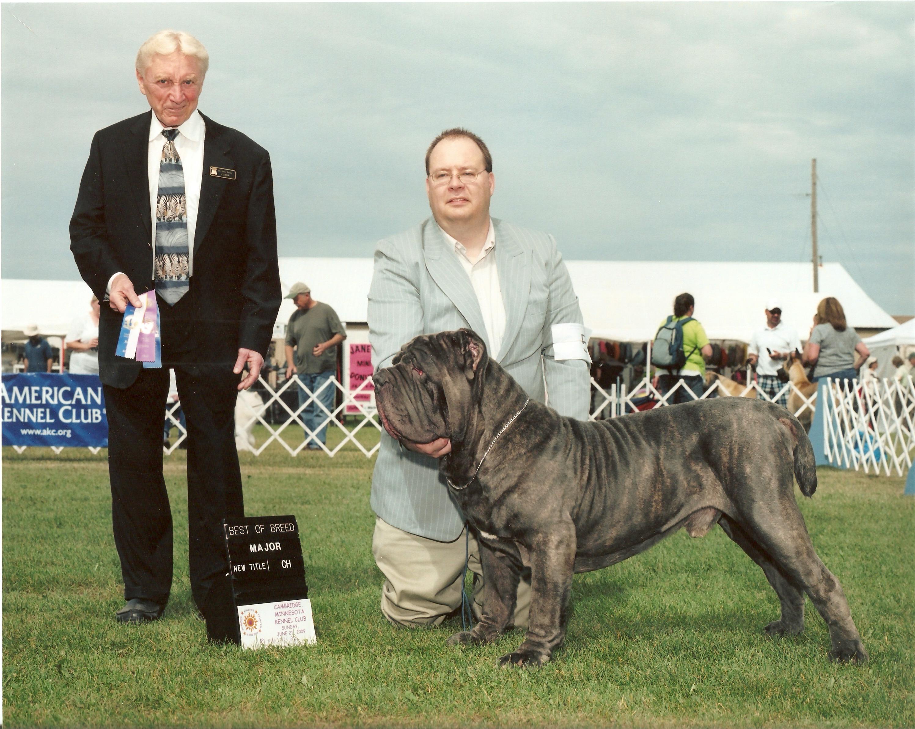 Neapolitan mastiff best sale akc