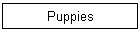 Puppies